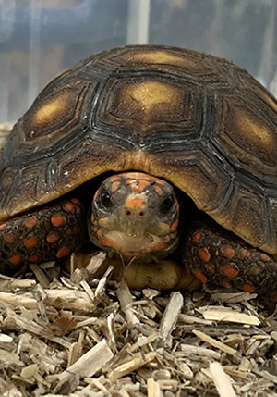 red-footed-tortoises