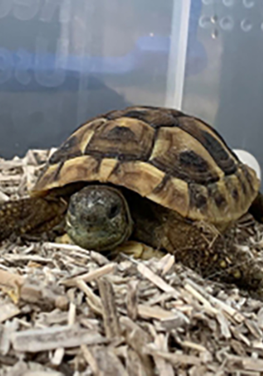 hermanns-tortoises