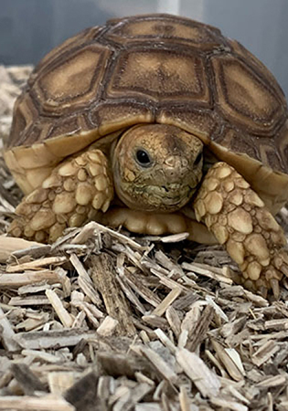 sulcata-tortoises