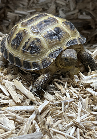 horsfield-tortoises